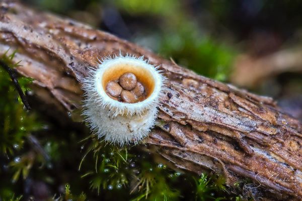 Fungi - Kelly's Creek