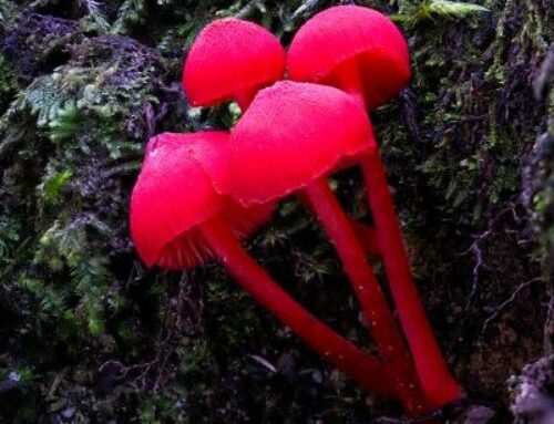 Arthurs Pass Fungi trip 10th May 2024