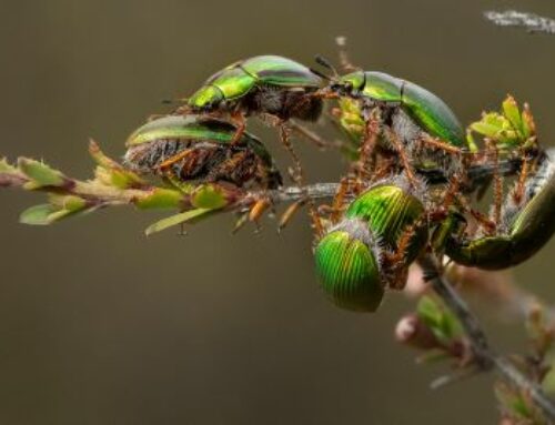 Chafer Beetle