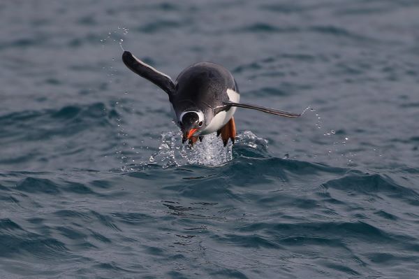 Elizabeth Burtt Gentoo