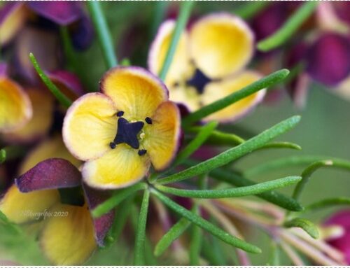 Macro and Close-up Photography in Nadine’s Garden