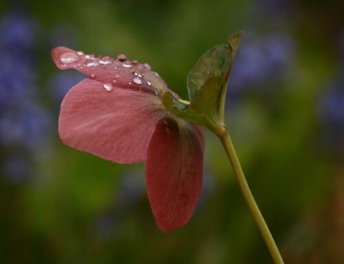 Spring in the Gardens