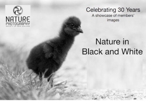 Exhibition: Nature in Black and White