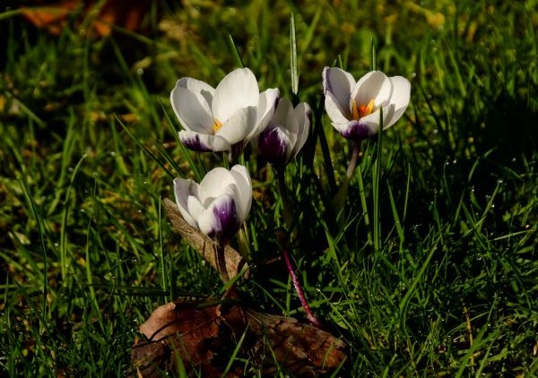 Sue Blair: crocuses