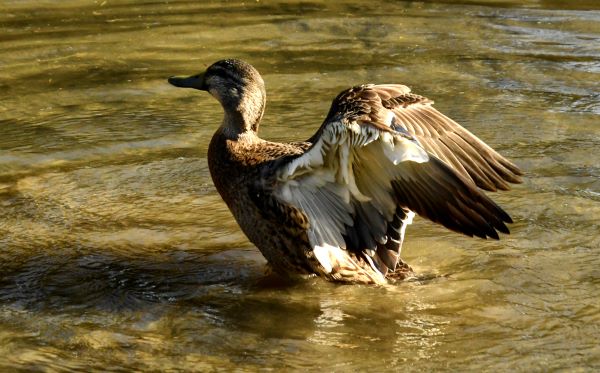 Sue Blair: duck pilates