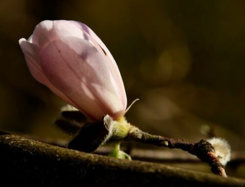 Magnolia Madness