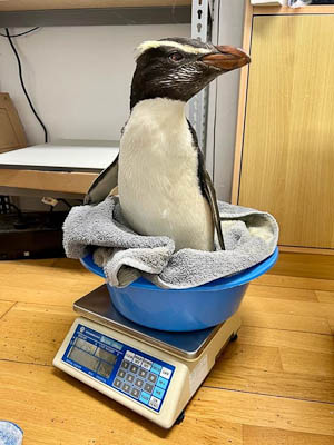 Fiordland crested penguin