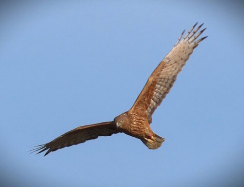 The Great Harrier Challenge