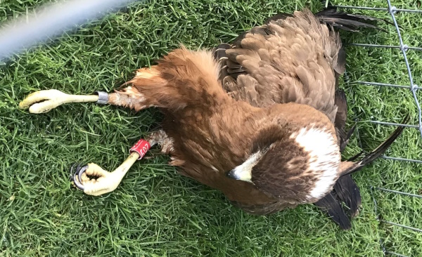 harrier Hawk