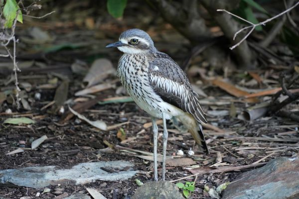 Richard Jones: Bush Stone Curlew