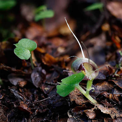 Corybas trilobus N Campbell