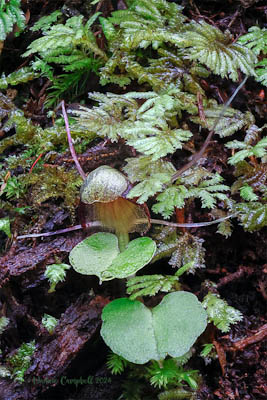 Corybas trilobus Dog Stream Waterfal Track Hanmer Springs N Campbell