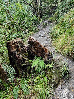 Dogs Stream Waterfall Track Hanmer N Campbell