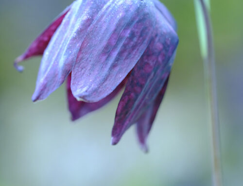 Backyard Macro in Nadine’s Garden