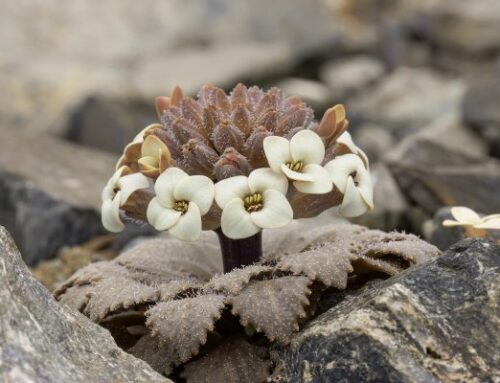 Mt Cheeseman Ski Field Alpine Plants