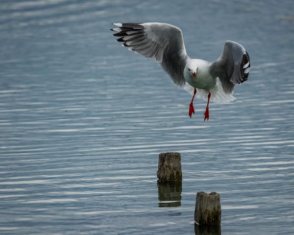 Carolyn Elcock Red Billed Gull