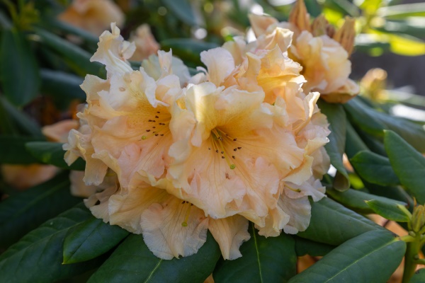 Rhododendron: Ken Muscroft-Taylor