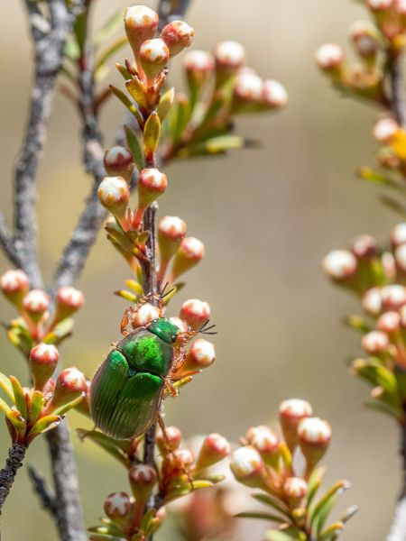 James Thompson: Chafer Beetle