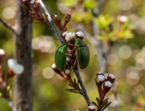 Manuka Chafer Beetle Hunt