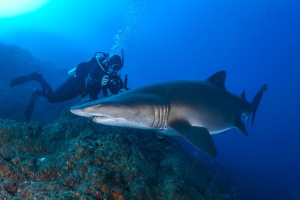 Grey nurse shark - Wolf Rock (Simon Pierce)