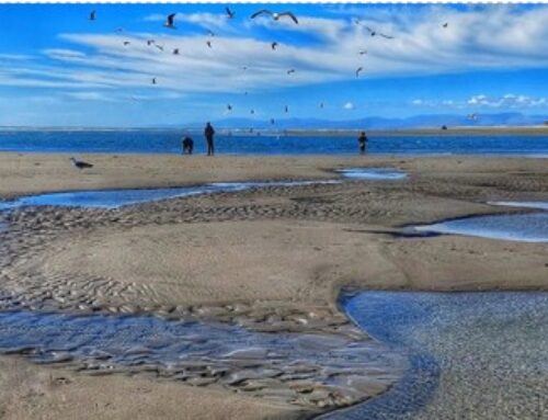 Kairaki  Beach Registrations