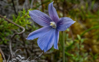 NZ native orchid - (Cara-Lisa Schloots)