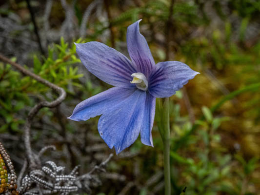 NZ native orchid - (Cara-Lisa Schloots)