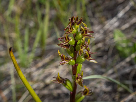 NZ native orchid - (Cara-Lisa Schloots)