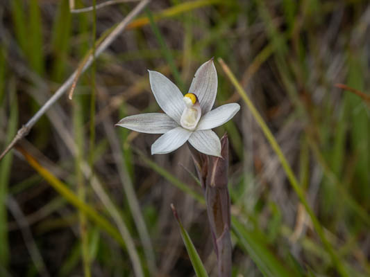 NZ native orchid - (Cara-Lisa Schloots)