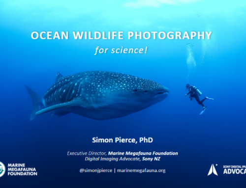 Ocean Wildlife Photography for Science