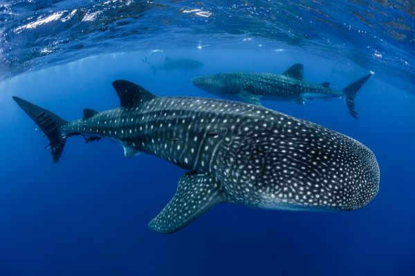 Whale shark - St Helena (Simon Pierce)