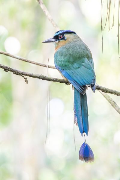 Motmot (Robyn Carter) Motmot (Robyn Carter)