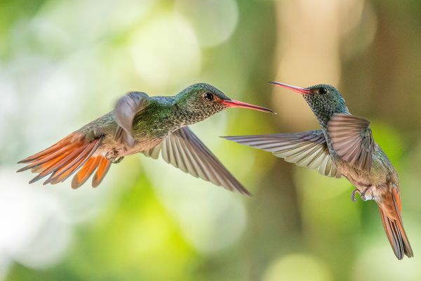 Rufous Humming birds (Robyn Carter) Rufous Humming birds (Robyn Carter)