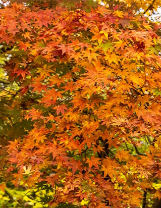 Autumn Botanical Gardens Autumn Botanical Gardens