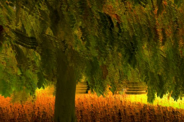 Robyn Owen: Autumn Botanic Gardens