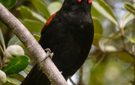 Linley Earnshaw: Saddleback