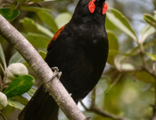 Tiritiri Matangi