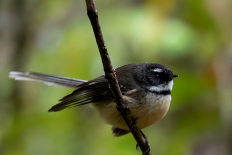 Fantail Fantail