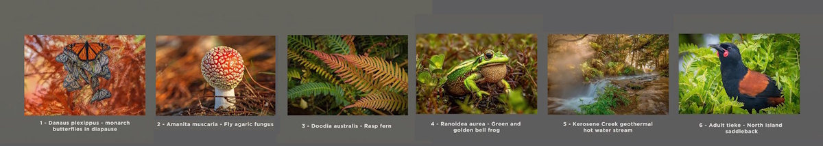 1st Place: Pukekohe Franklin Camera Club