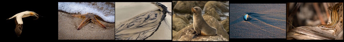2nd Place: Waikato Photographic Society