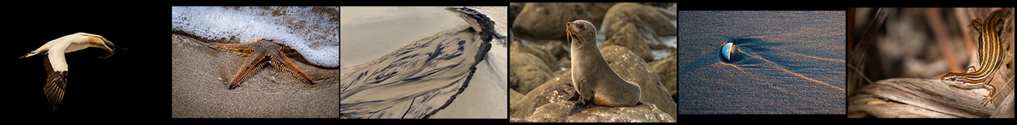 2nd Place: Waikato Photographic Society
