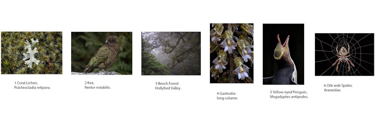 3rd Place: Dunedin Photographic Society