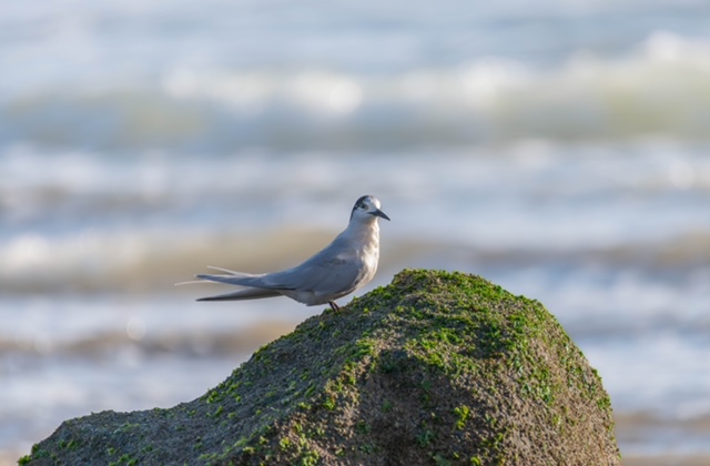 White-fronted tern White-fronted tern