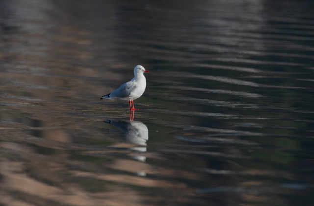 Red billed gull Red billed gull