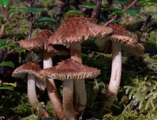 Fungi ID Workshop