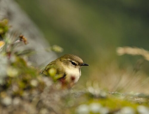 Bird Photography