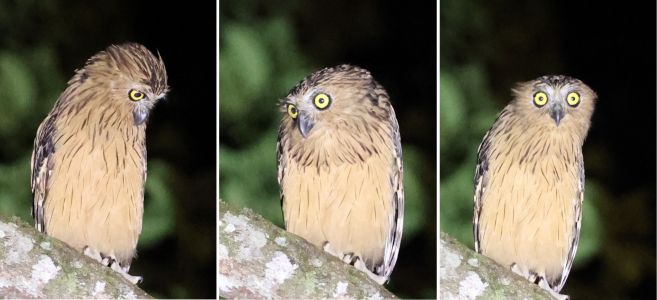 Inquisative Fish owl 