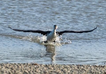 James Thompson: Bird