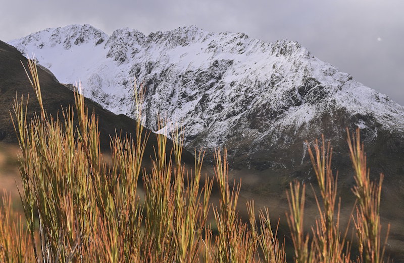 Dracophyllum Dracophyllum