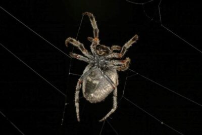Orbweb spider – Greg McKenzie Orbweb spider - Greg McKenzie